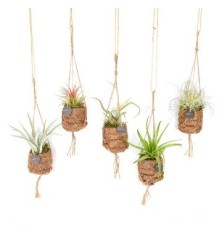 KOKODAMA  TILLANDSIA MIX 7CM
