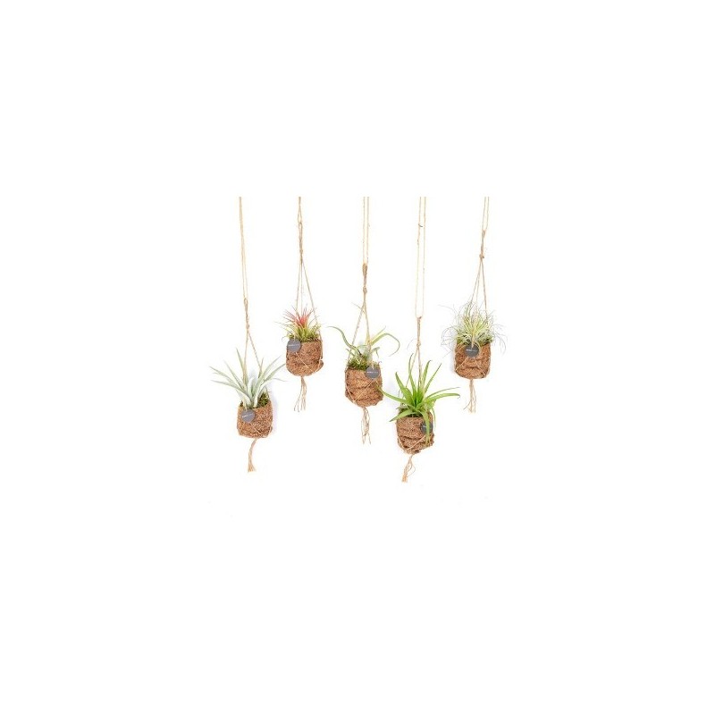 KOKODAMA  TILLANDSIA MIX 7CM