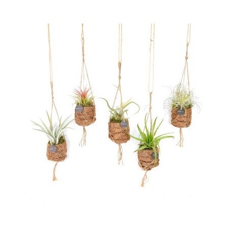 KOKODAMA  TILLANDSIA MIX 7CM