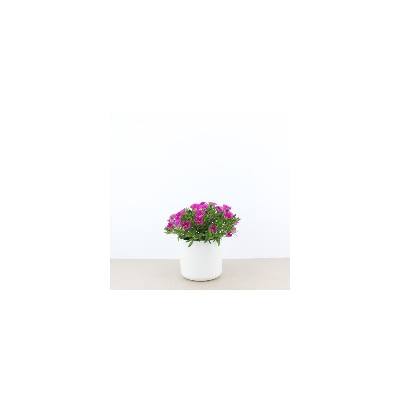 CALIBRACHOA MACETA 13CM COLORES VARIADOS