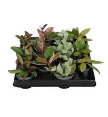 HOYA MIX VARIEDADES MACETA 6CM