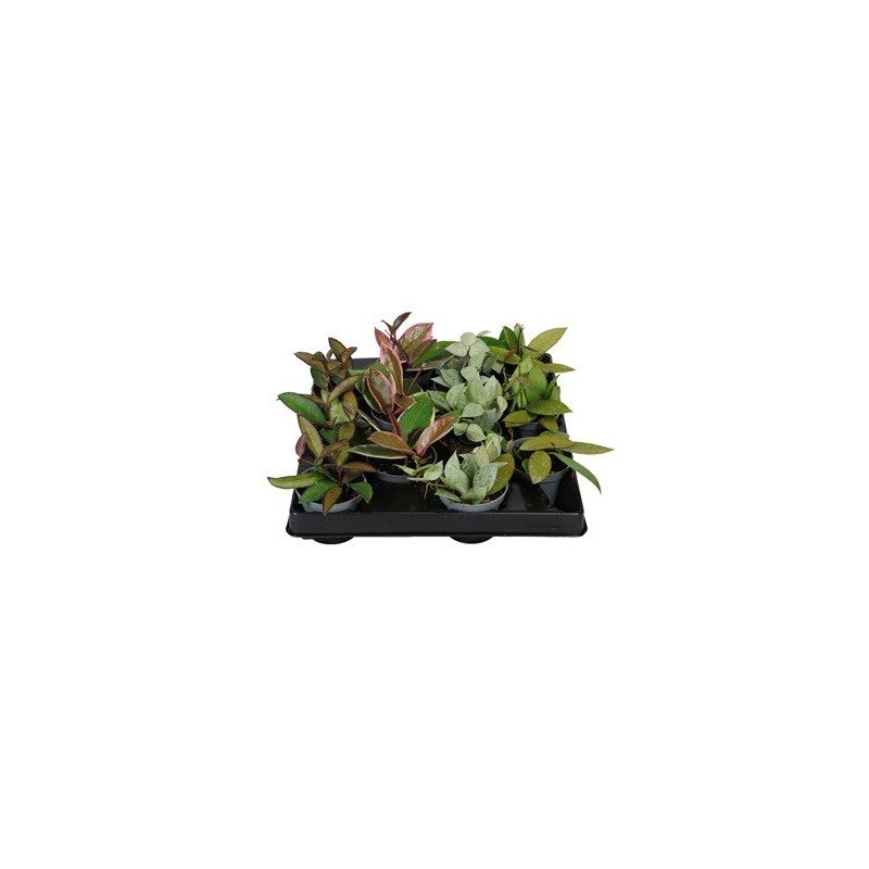 HOYA MIX VARIEDADES MACETA 6CM