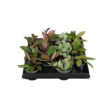 HOYA MIX VARIEDADES MACETA 6CM