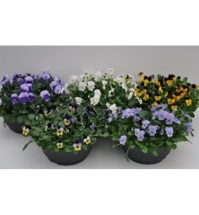 VIOLA/PENSAMIENTOTARRINA 20CM