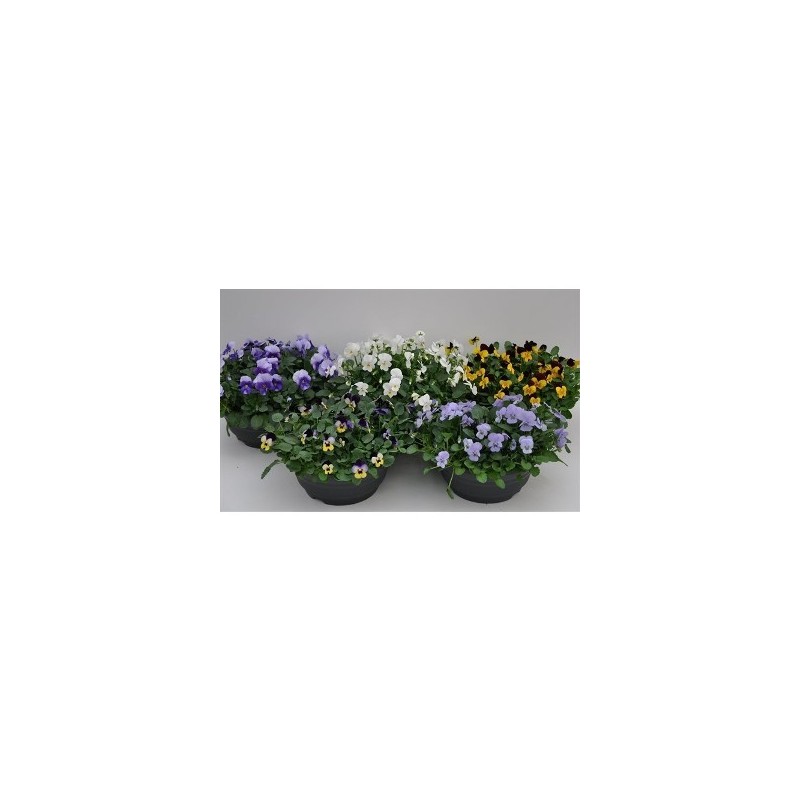 VIOLA/PENSAMIENTOTARRINA 20CM