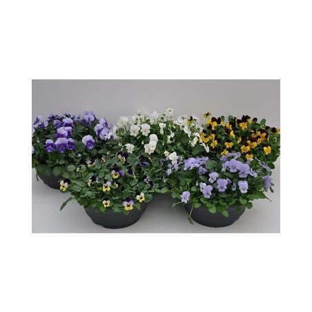VIOLA/PENSAMIENTOTARRINA 20CM