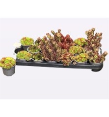 SEMPERVIVUM MACETA 9CM