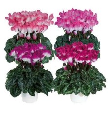 CYCLAMEN INDIAKA MACETA 12CM
