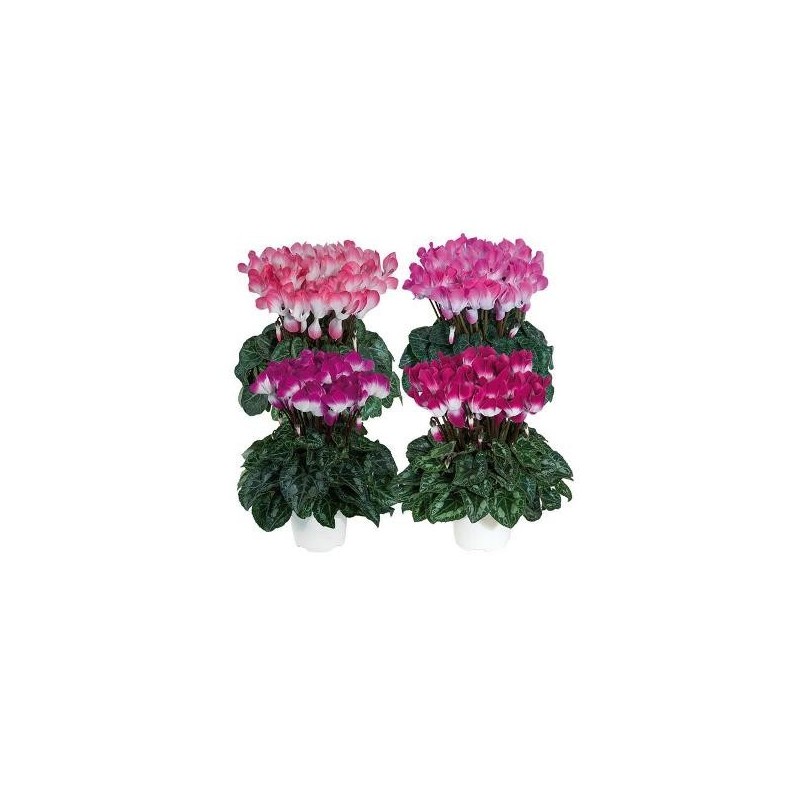CYCLAMEN INDIAKA MACETA 12CM