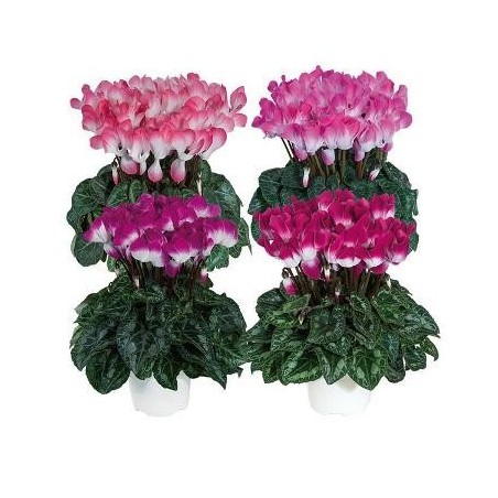 CYCLAMEN INDIAKA MACETA 12CM