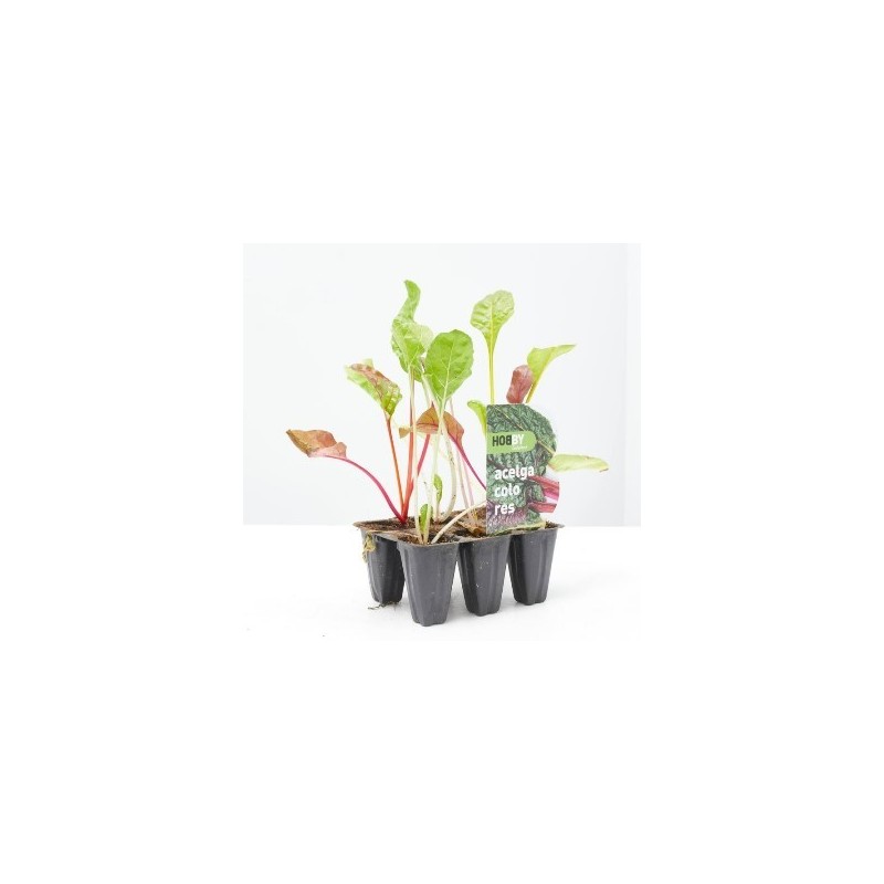 ACELGA  DE COLORES PACK 6 PLANTONES