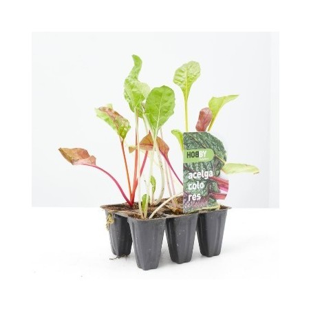 ACELGA  DE COLORES PACK 6 PLANTONES