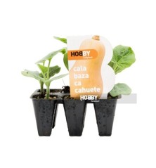 CALABAZA CACAHUETE PACK 6 PLANTONES
