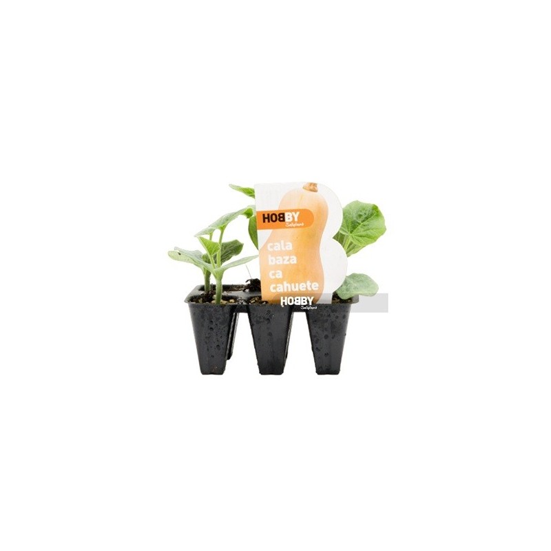 CALABAZA CACAHUETE PACK 6 PLANTONES