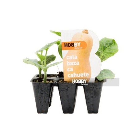 CALABAZA CACAHUETE PACK 6 PLANTONES