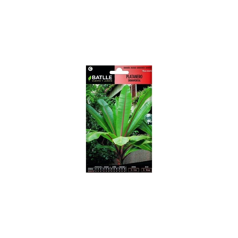 SEMILLAS PLATANERA ORNAMENTAL 3UDS