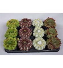 SEMPERVIVUM CARNAVAL MIX MACETA 14CM