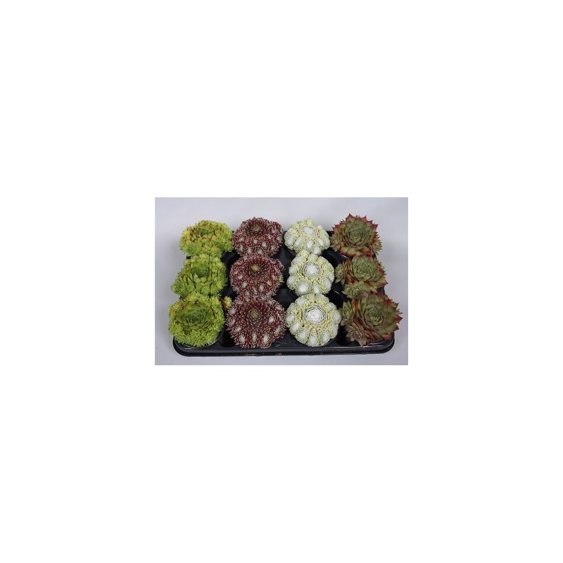 SEMPERVIVUM CARNAVAL MIX MACETA 14CM