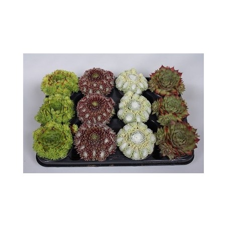 SEMPERVIVUM CARNAVAL MIX MACETA 14CM