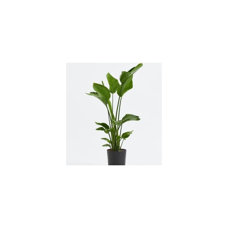 STRELITZIA AUGUSTA  ALTO 120/140 3 PLANTAS MACETA