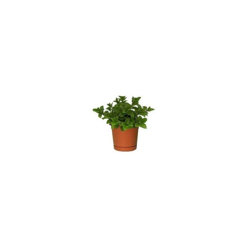 MENTA ECOLOGICA MACETA 11CM