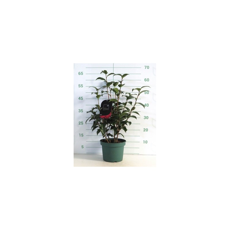 CAMELIA MACETA 3L