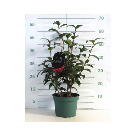 CAMELIA MACETA 3L