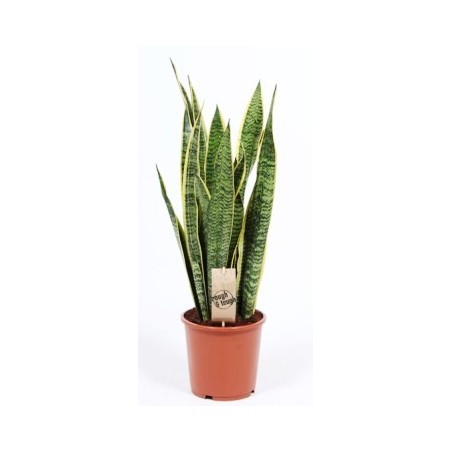 SANSEVIERA LAURENTTI MACETA 14CM