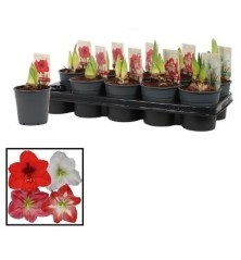 AMARYLIS MIX MACETA 12CM