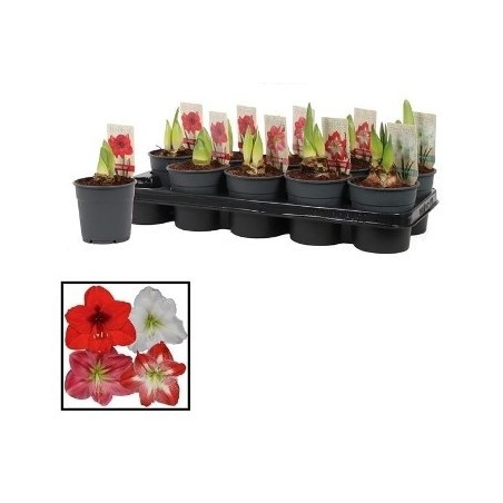 AMARYLIS MIX MACETA 12CM