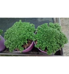 TOMILLO PRAECOX TAPIZANTE MACETA 13CM