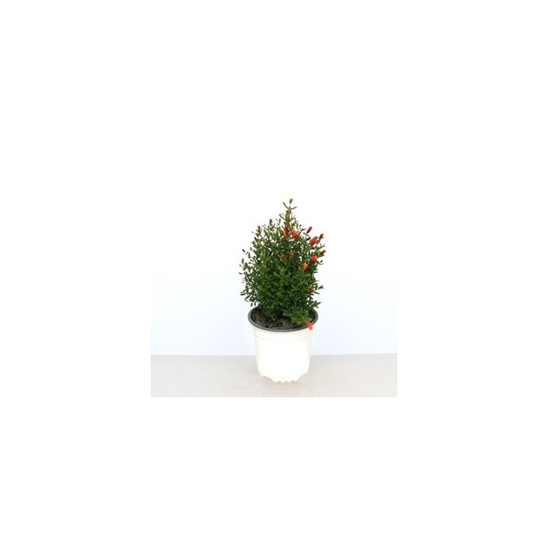 GRANADO ENANO DECORATIVO MACETA 15CM
