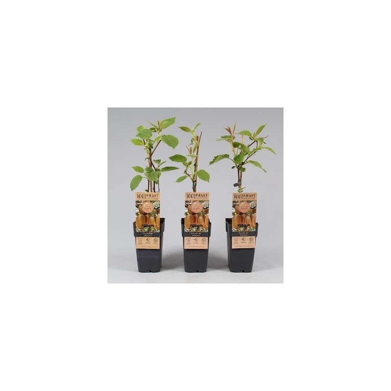 KIWI HAYWARD HEMBRA M2L