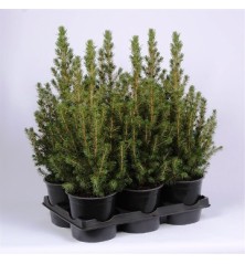 PICEA GLAUCA CONICA MACETA 21CM ALTO 50-60CM