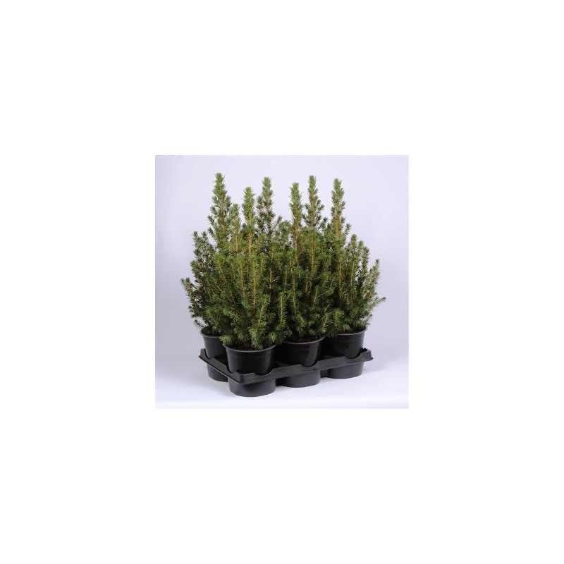 PICEA GLAUCA CONICA MACETA 21CM ALTO 50-60CM