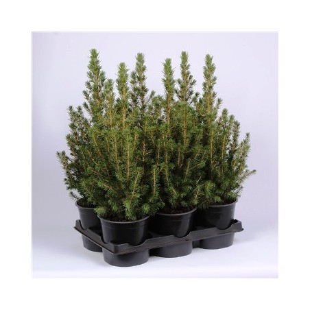 PICEA GLAUCA CONICA MACETA 21CM ALTO 50-60CM