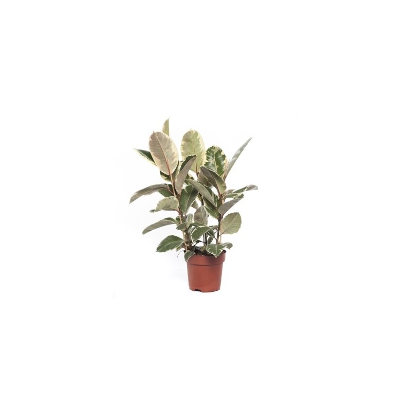 FICUS TINEKE 3PLANTAS ALTO 0.90CM Y MACETA 20CM