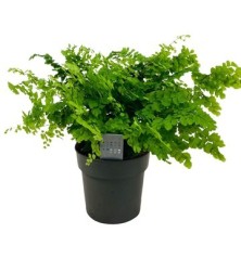 ADIANTUM FRAGRANS MACETA 14CM