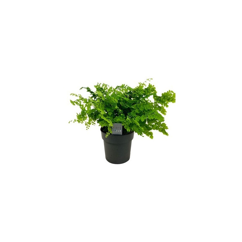 ADIANTUM FRAGRANS MACETA 14CM