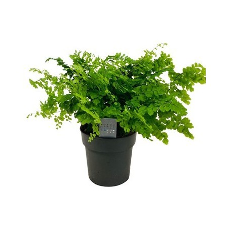 ADIANTUM FRAGRANS MACETA 14CM