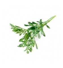 RUDA ECOLOGICA MACETA 11CM