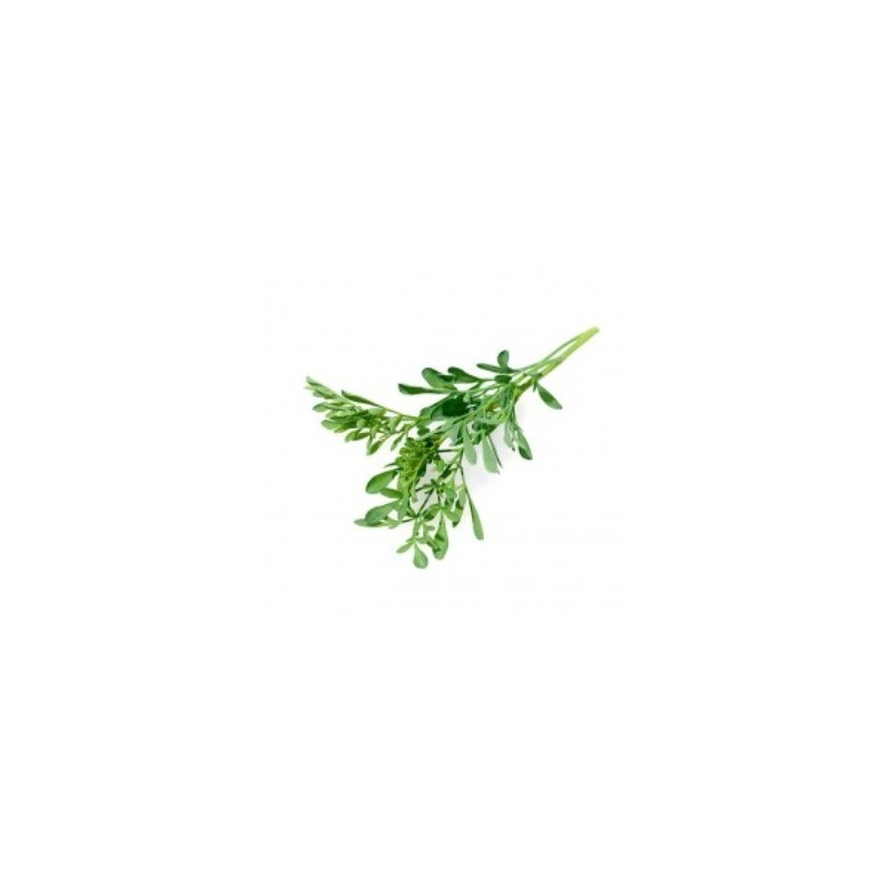 RUDA ECOLOGICA MACETA 11CM