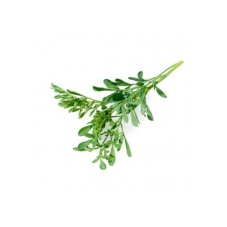 RUDA ECOLOGICA MACETA 11CM
