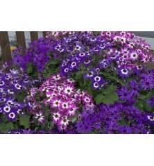 CINERARIA FLOR PERICALLIS MACETA 16CM