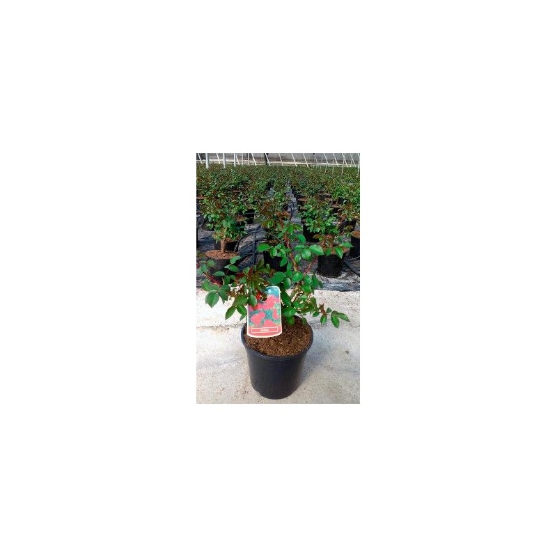 ROSAL SEVILLANA MACETA 17CM