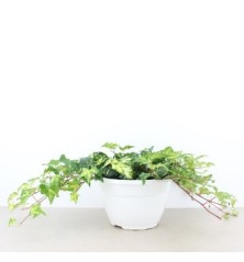 HIEDRA TARRINA 15CM