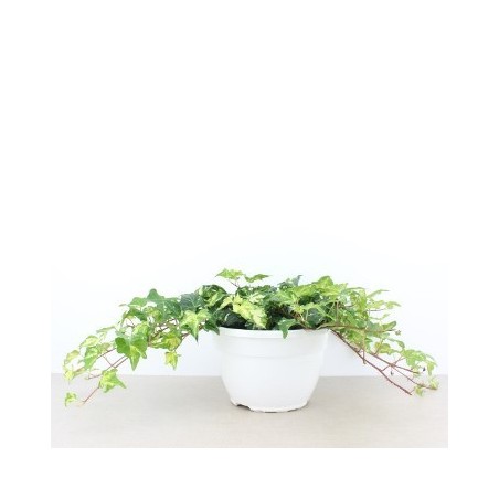 HIEDRA TARRINA 15CM