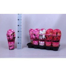 PEONIA LAC. LONGLIFE MIX MACETA 12CM