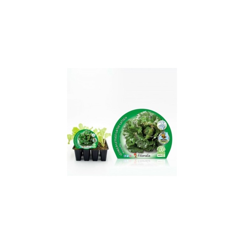 LECHUGA MARAVILLA PRODUCTO NATURAL BANDEJA 12UDS