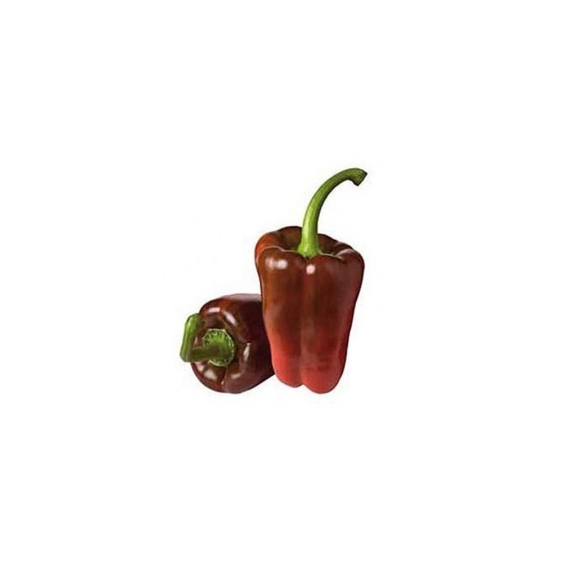 PIMIENTO LAMUYO PACK 12 PLANTONES